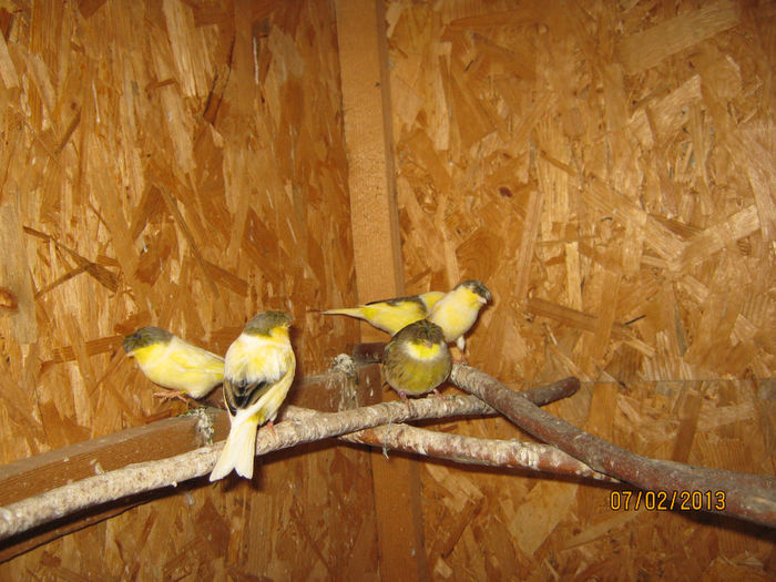 IMG_1910 - Voliera de Canari Glosteri 2011-2014