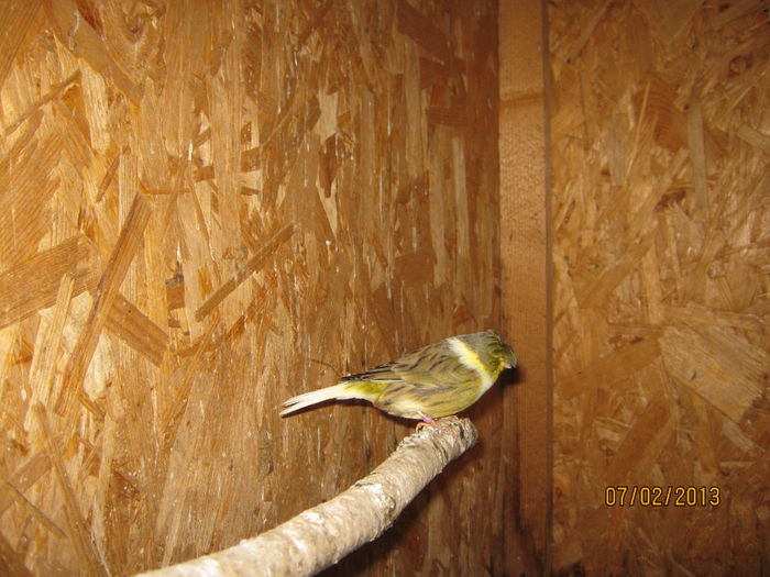 IMG_1915 - Voliera de Canari Glosteri 2011-2014