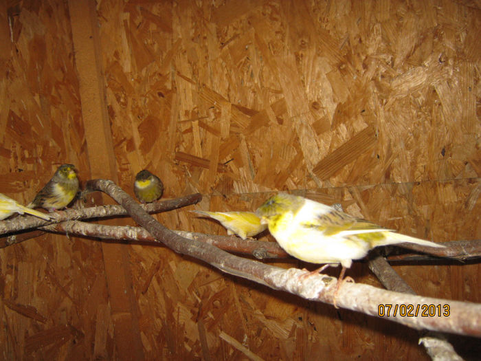 IMG_1919 - Voliera de Canari Glosteri 2011-2014