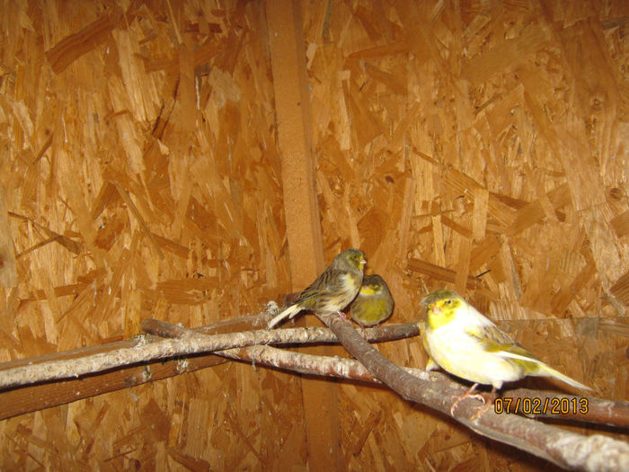 IMG_1920 - Voliera de Canari Glosteri 2011-2014