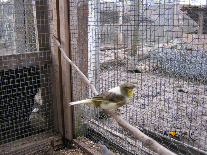 IMG_1922 - Voliera de Canari Glosteri 2011-2014