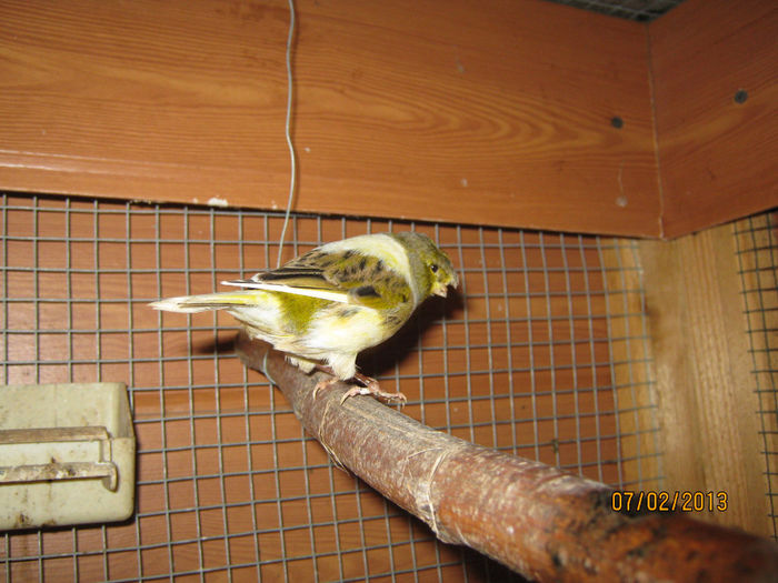 IMG_1927 - Voliera de Canari Glosteri 2011-2014