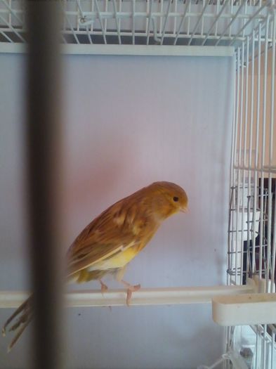 2014 - canari