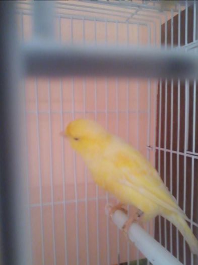 2014 - canari