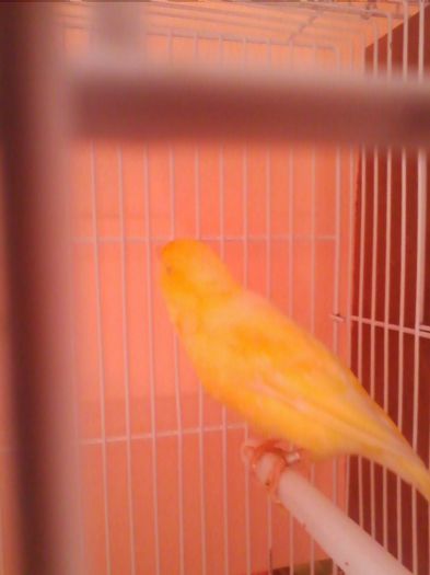 2014 - canari