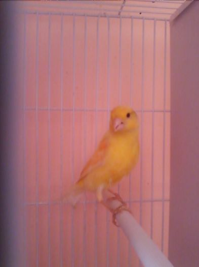 IMG_20120107_203701 - canari