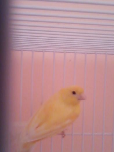 IMG_20120107_203833 - canari