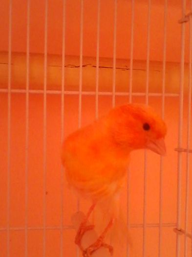 IMG_20120107_203910 - canari