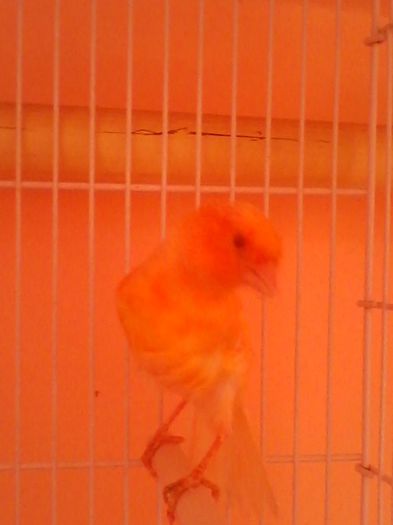IMG_20120107_203915 - canari