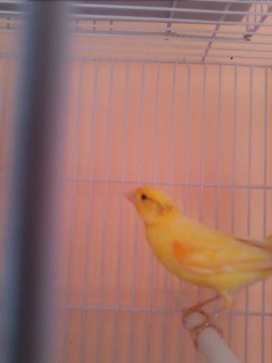 IMG_20120107_203728 - canari