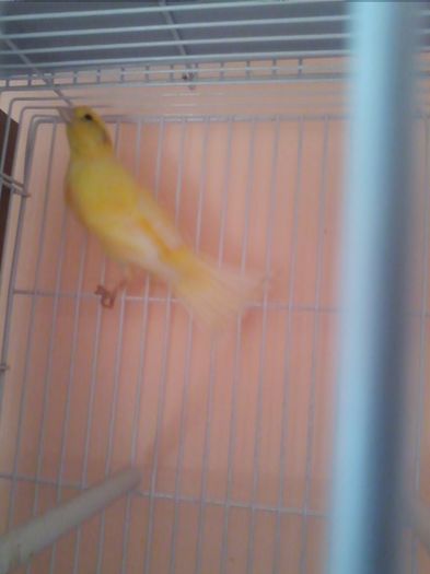 IMG_20120107_203736 - canari