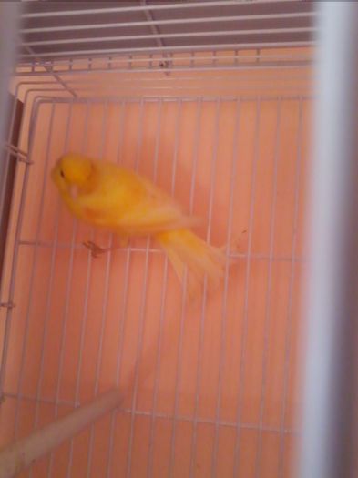 IMG_20120107_203739 - canari