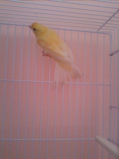 IMG_20120107_203801 - canari