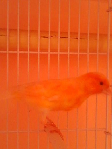 IMG_20120107_203921 - canari