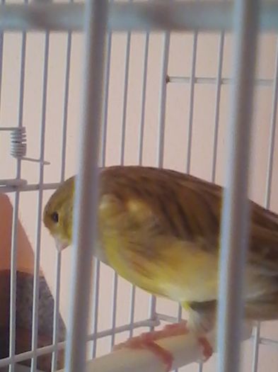IMG_20120107_204319 - canari