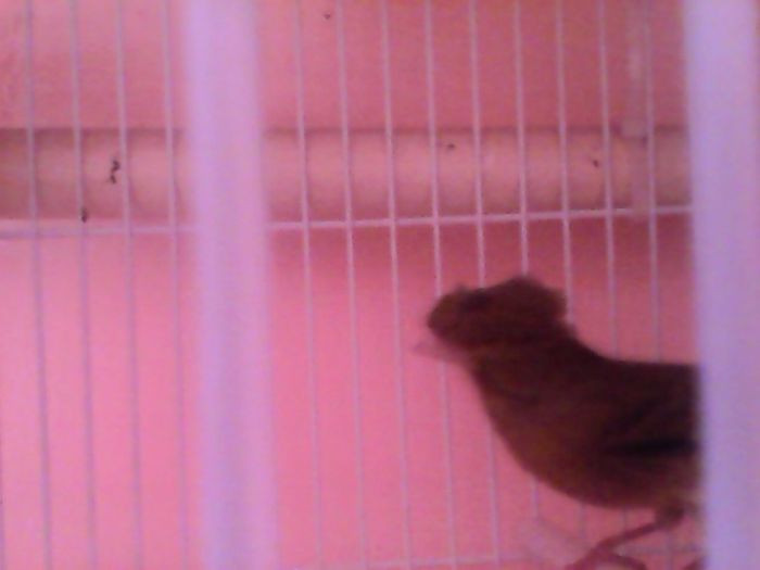 IMG00103 - canari
