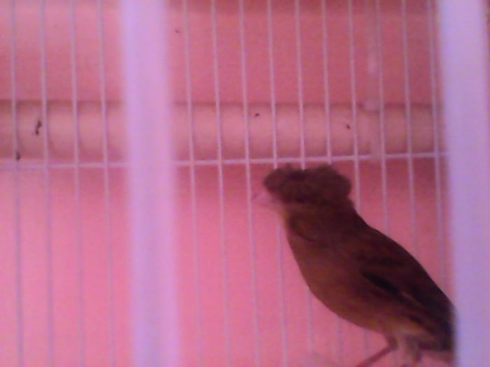 IMG00104 - canari