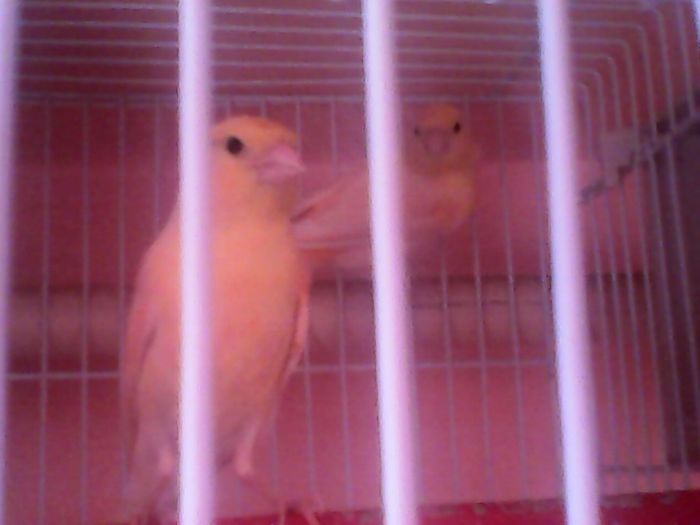 IMG00110 - canari