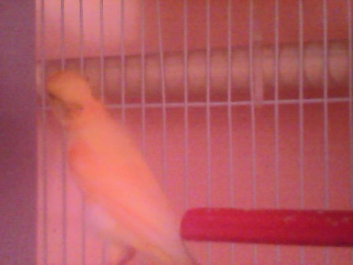 IMG00112 - canari