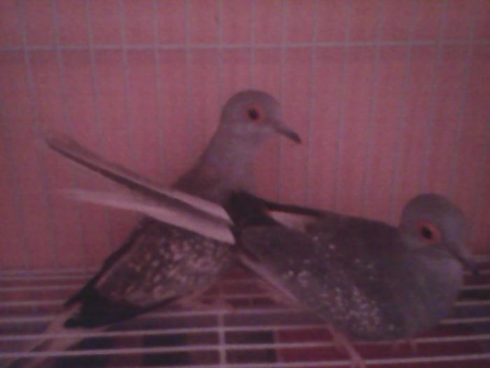 2014 - Turturele diamant