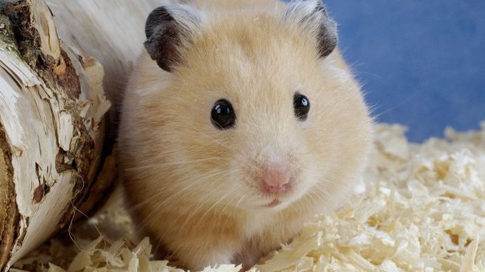 hamster6_11559000 - Hamsteri