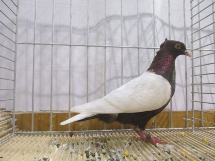 255 - Pt Admiratorii rasei 2