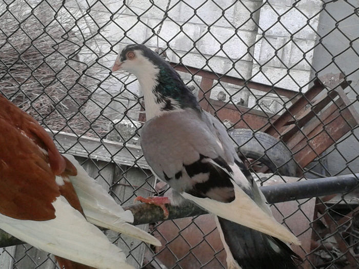 2013-12-16 11.46.33 - porumbei de la Vali Pascu
