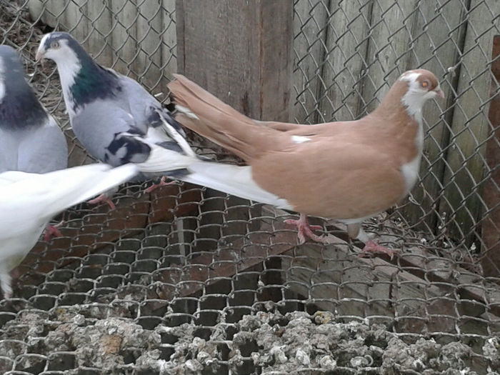 2013-12-16 11.50.32 - porumbei de la Vali Pascu