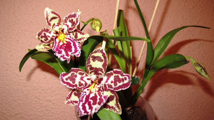 Odontoglossum Margaret Holm - Cambria