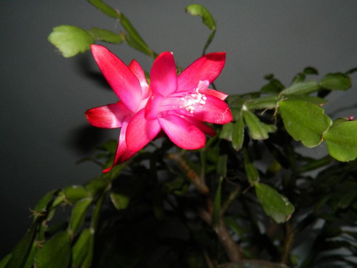 DSCN0050 - DECEMBRIE 2013