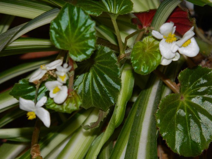 DSCN0057 - DECEMBRIE 2013