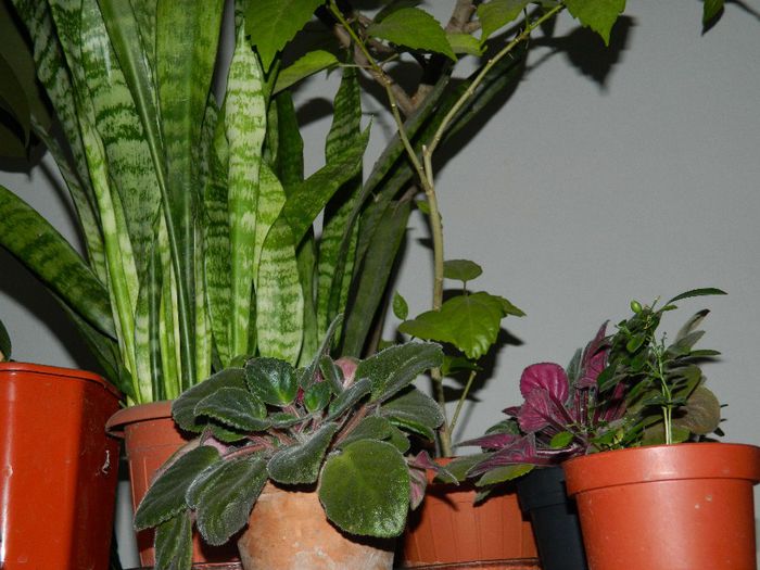 DSCN0079 - DECEMBRIE 2013