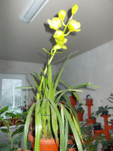 DSCN0611 - Flori de la Dianadia