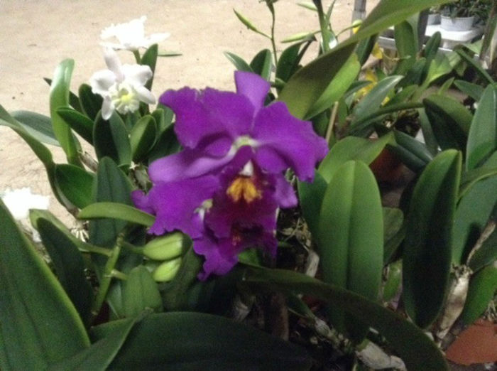 sera 6 - Sera orhidee Cattleya