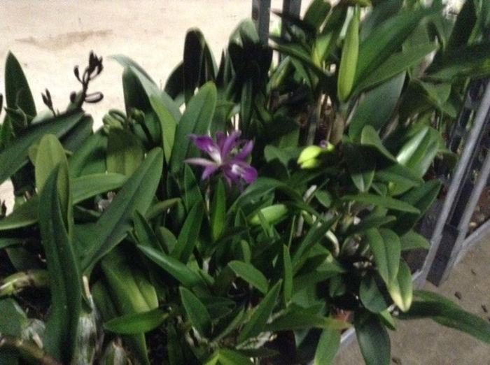 sera 9 - Sera orhidee Cattleya