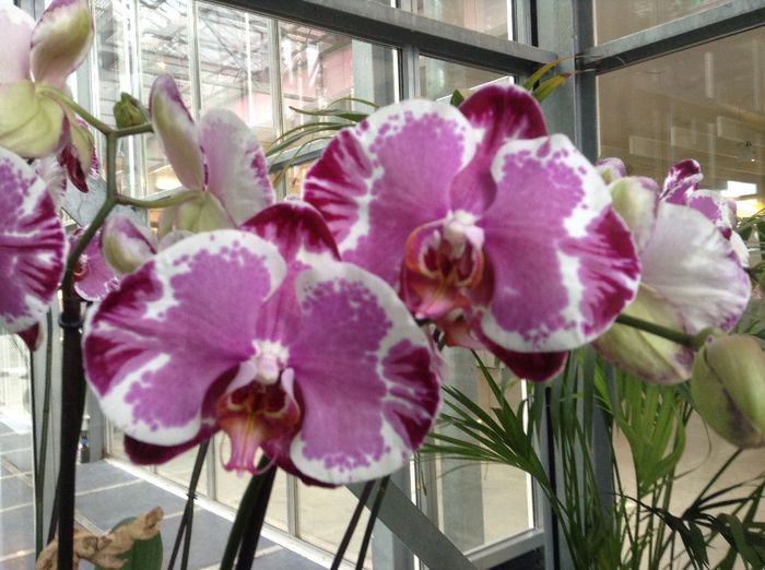 image - Sera orhidee Phalaenopsis