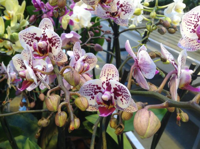 image - Sera orhidee Phalaenopsis