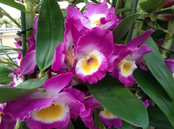 image - Sera Dendrobium Nobile