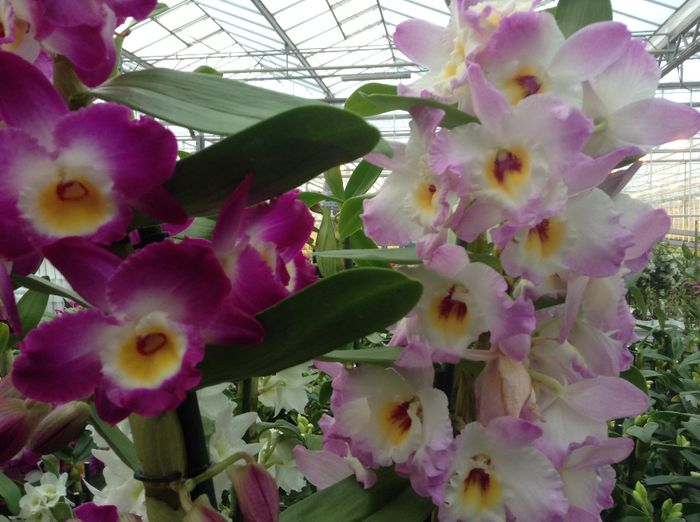 image - Sera Dendrobium Nobile