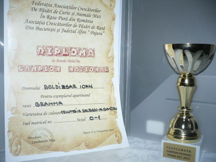 bucuresti 2013 columbia galben albastru - CUPE si DIPLOME 2010-2013