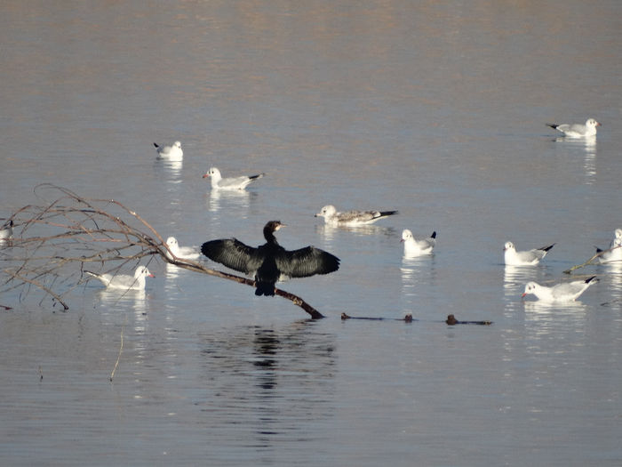 Cormoran mic; Phalacrocorax pygmeus
