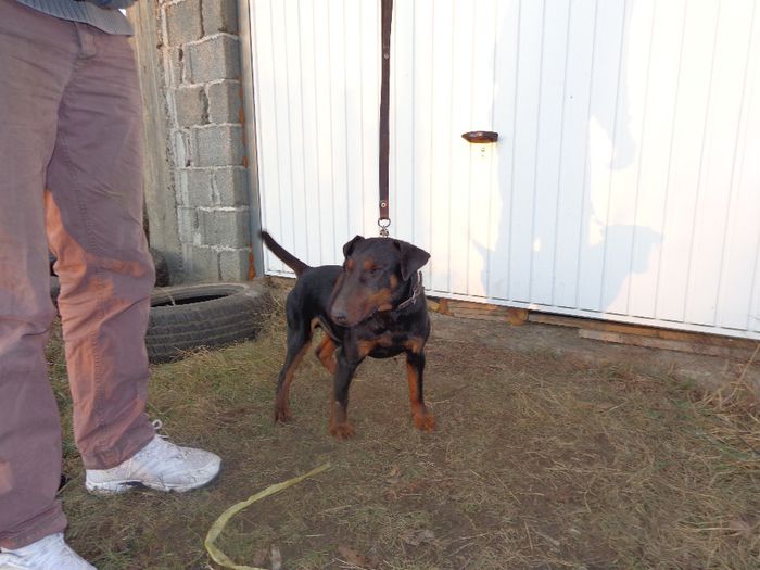 vandut - jagdterrier sagu arad