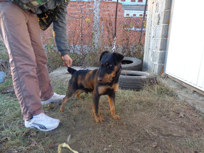 de vanzare 300e - jagdterrier sagu arad