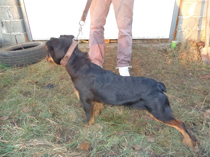 de vanzare 300e - jagdterrier sagu arad