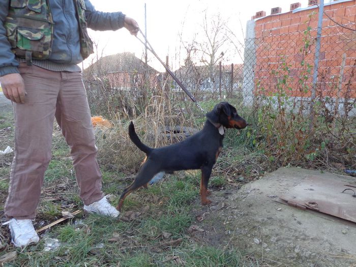 de vanzare - jagdterrier sagu arad