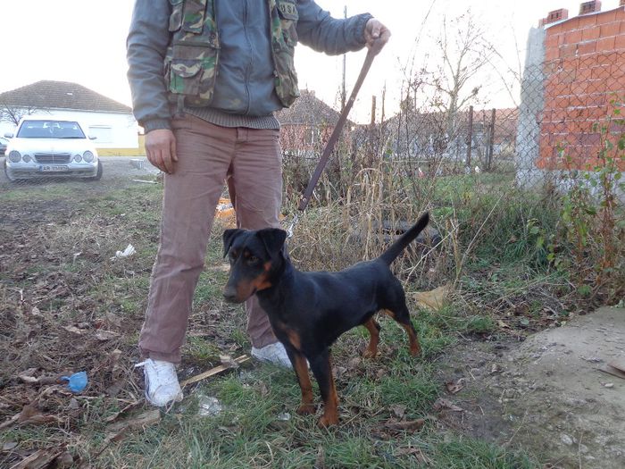  - jagdterrier sagu arad