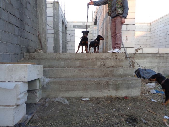 de vanzare - jagdterrier sagu arad