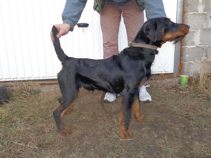 vandut - jagdterrier sagu arad