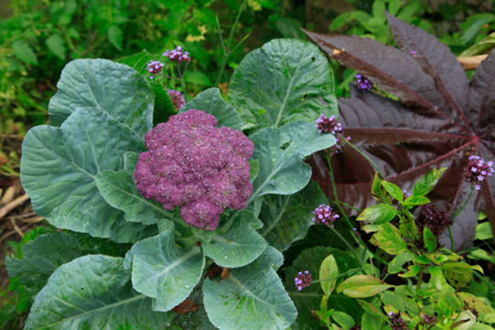 Conopida mov - De vanzare seminte -legume-mirodenii-flori-arbori