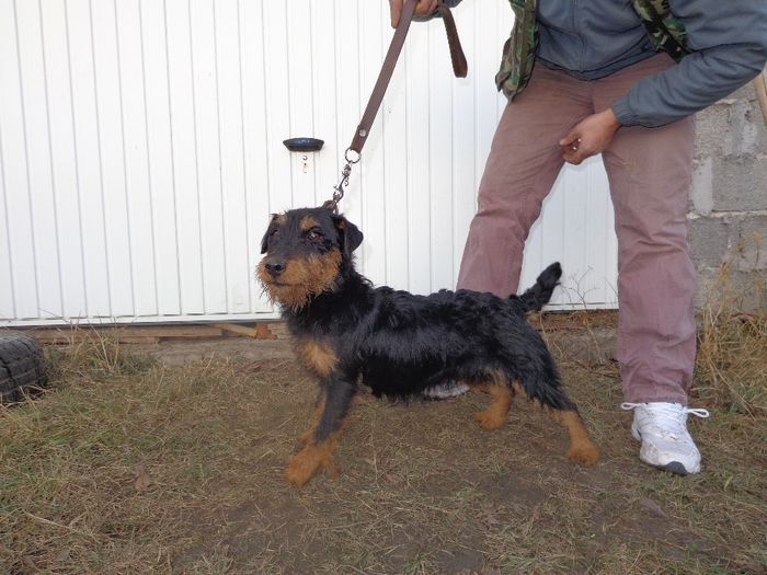 de vanzare 400 e fix - jagdterrier sagu arad